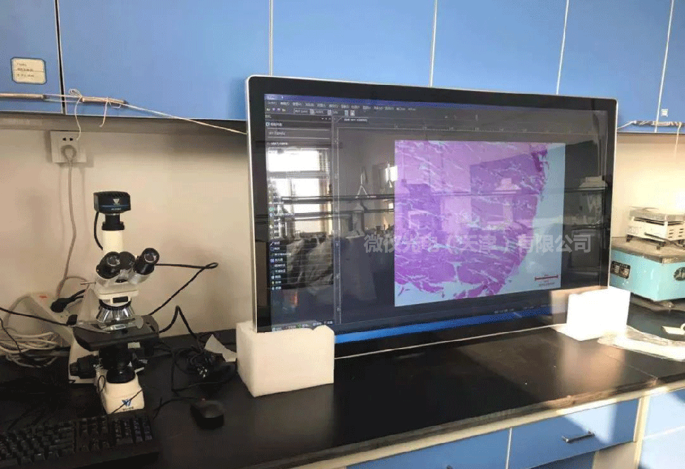 草莓视频色版APP在线观看光学三目生物草莓视频污在线下载走进天津农学院